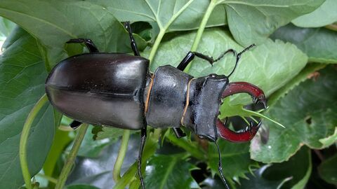 Stag beetle - dark chestnut in colour with reddish 'antlers' at the front of the body