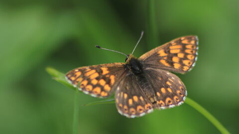 A brown and orange chequered butterfly resting on a blade of grass