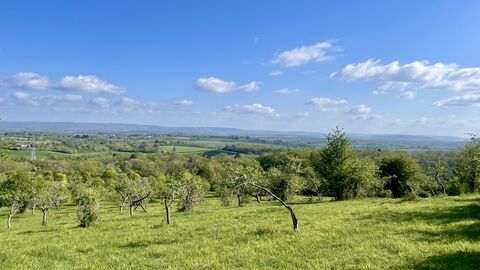 A view over orchard trees across the landscape - it's a sunny spring day with sunshine, blue sky and fluffy white clouds