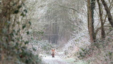 A red fox is standing in the distance, face-on to the camera and looking at the camera. The fox is on a woodland path in winter with a light dusting of snow on the ground and surrounding trees.