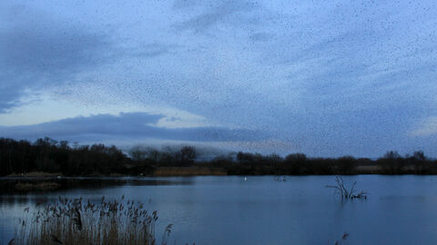 A sky full of starlings over a wetland habitat - it's dawn or dusk