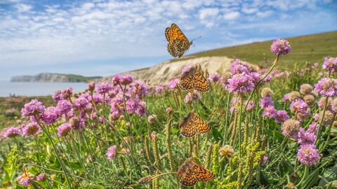 A photo of a glanville fritillary flight sequence - it's a sunny day with light clouds in the sky and the butterfly is amidst pinky-coloured flowers with the sea and cliffs in the background