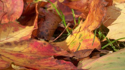Leaves on the floor by Eden Jackson