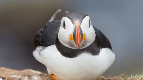 Puffin by Charles Thody Photography