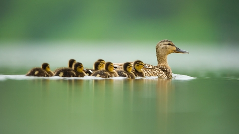 Mallard family by Andrew Parkinson/2020VISION