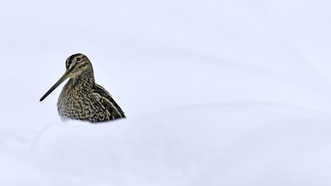 Common snipe sitting in snow by Andy Rouse/2020VISION