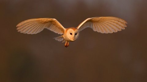Barn owl by Andy Rouse/2020VISION