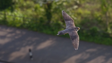 Peregrine falcon flying in an urban street by Bertie Gregory/2020VISION
