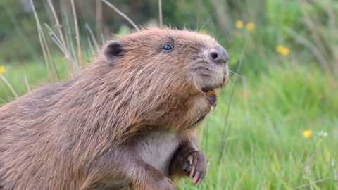 Beaver by Nick Upton and Cornwall Wildlife Trust