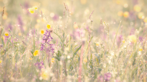 Wildflowers covered in dew by Andy Bartlett