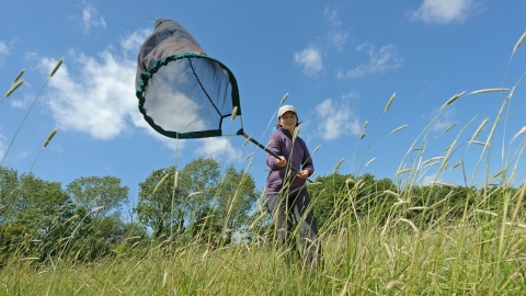 Person sweep netting in a meadow by Chris Gomersall/2020VISION