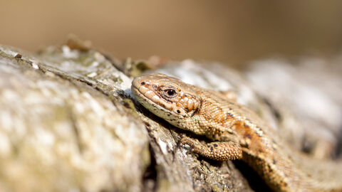 Common lizard resting on a log by Tom Marshall