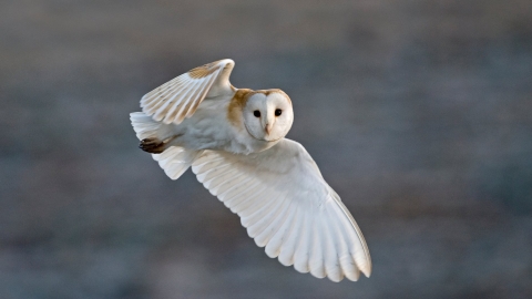 All About Barn Owls Worcestershire Wildlife Trust