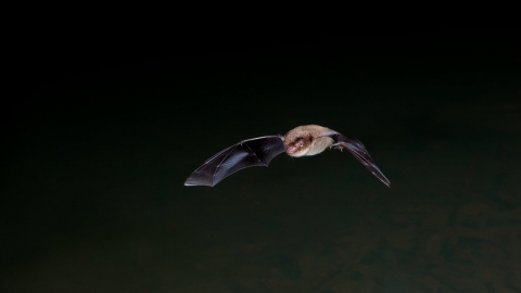 Daubenton's bat in flight by Dale Sutton/2020VISION