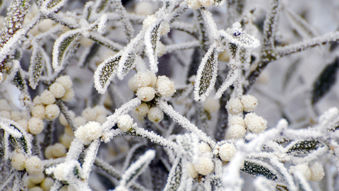 Mistletoe covered in frost by Zsuzsanna Bird