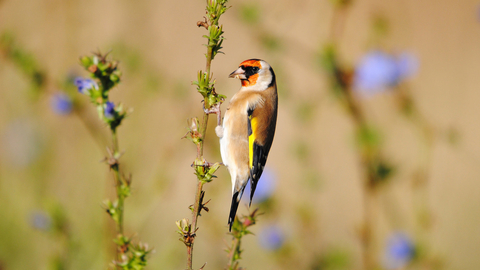 Goldfinch feeding on chicory seeds by Amy Lewis