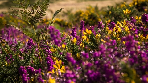 Purple heather and yellow gorse flowers by Mark Robinson