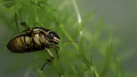 Great diving beetle by Jack Perks
