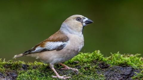Hawfinch by Andy Morffew