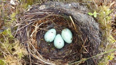 Blackbird nest