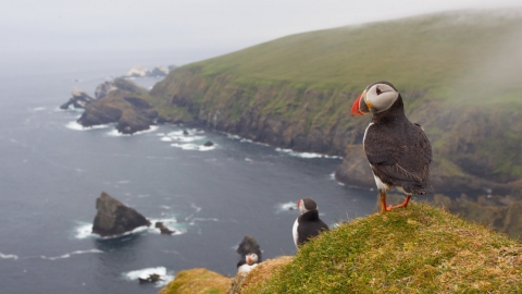 Puffin on clifftop with sea scene in background by Mark Hamblin