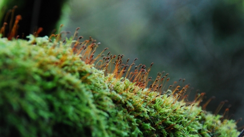 Moss by Zsuzsanna Bird