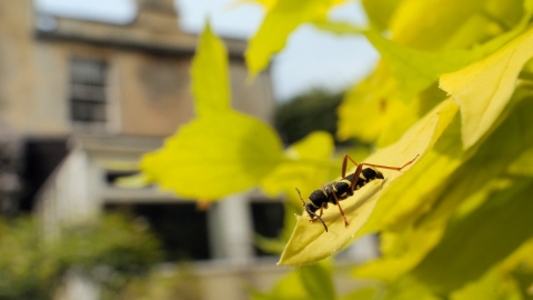Wasp beetle on leaf with house in background by Nick Upton/2020VISION