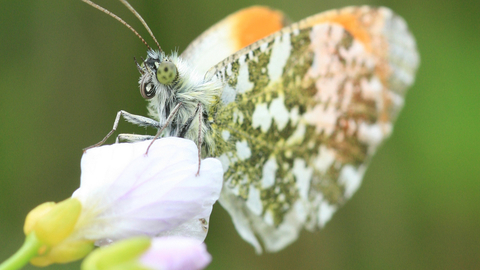Orange tip butterfly showing patterned underwings and orange tips by Vicky Nall