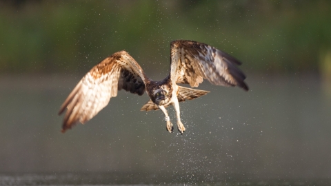 Osprey with water droplets dropping off feet by Peter Cairns/2020VISION