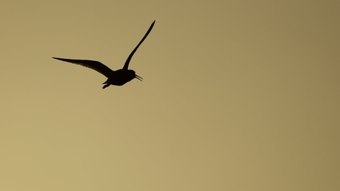 The silhouette of a flying redshank in front of a hazy glow of sun