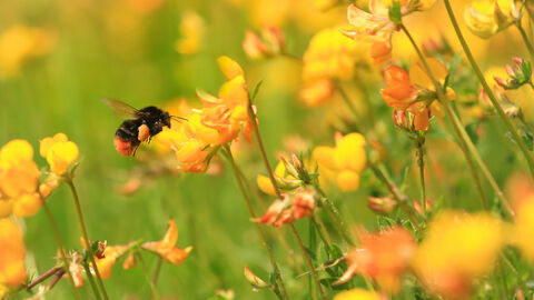 Red-tailed bumblebee flying to bird's-foot trefoil