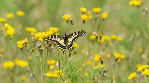 Swallowtail butterfly by Terry Whittaker/2020VISION