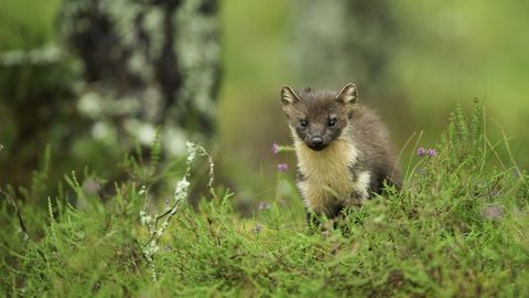 A pine marten in a woodland looking a the camera