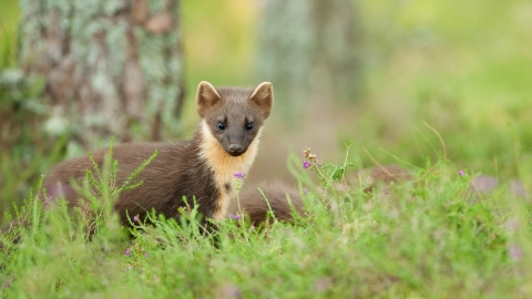 Pine marten in woodland by Terry Whittaker/2020VISION