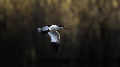 Avocet in flight by Neil Aldridge