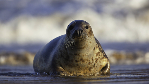 Grey seal looking at the camera