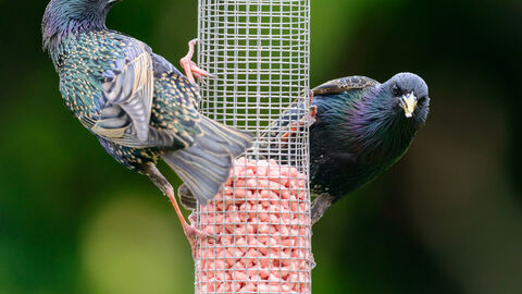 Starlings on a peanut feeder by Russell Watkins, Shutterstock