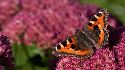 Small tortoiseshell on sedum by Vaughn Matthews