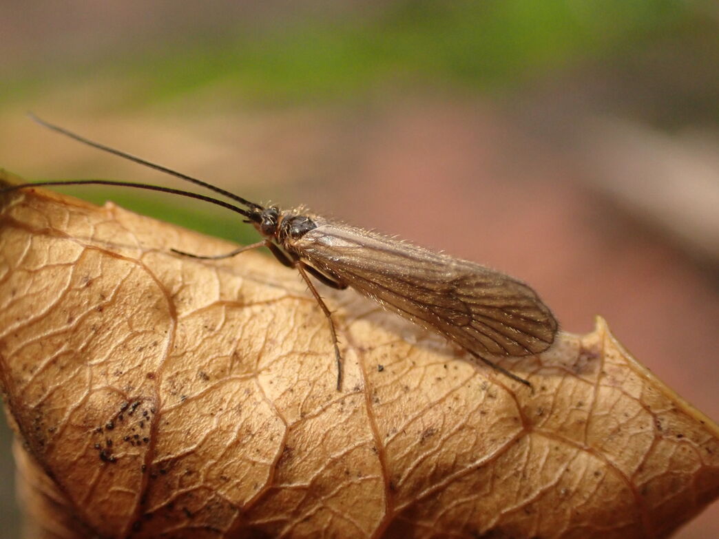 Protecting Worcestershire’s Hidden Rainforests | Worcestershire ...
