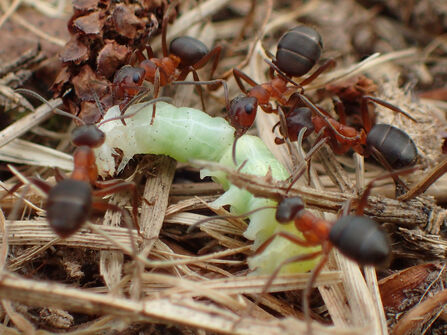 Narrow-headed ants