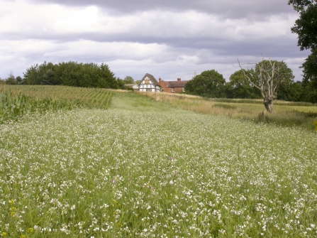 Lower Smite Farm wide field margin by Caroline Corsie