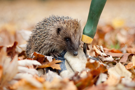 Hedgehog by Tom Marshall