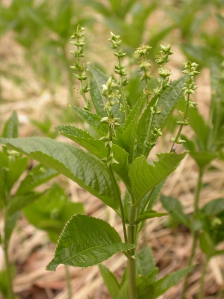 Dog's Mercury by Philip Precey