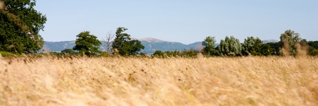 Hardwick Green Meadows by Paul Lane