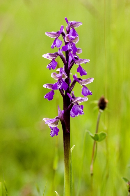 Green-winged orchid by Paul Lane