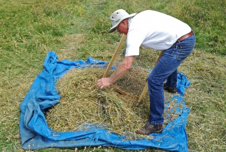 Seed harvesting by Helen Dorey