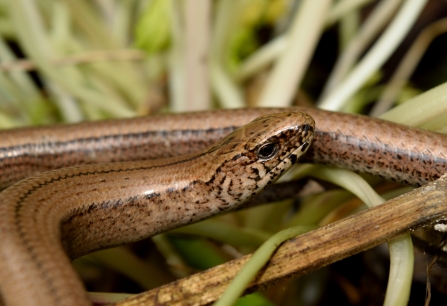 Slow-worm by Magnus McLeod