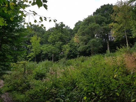 Tor Coppice by Becky Bradshaw King