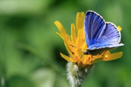 Common blue butterfly by Vicky Nall