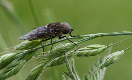 Large marsh horsefly on grass by Wendy Carter